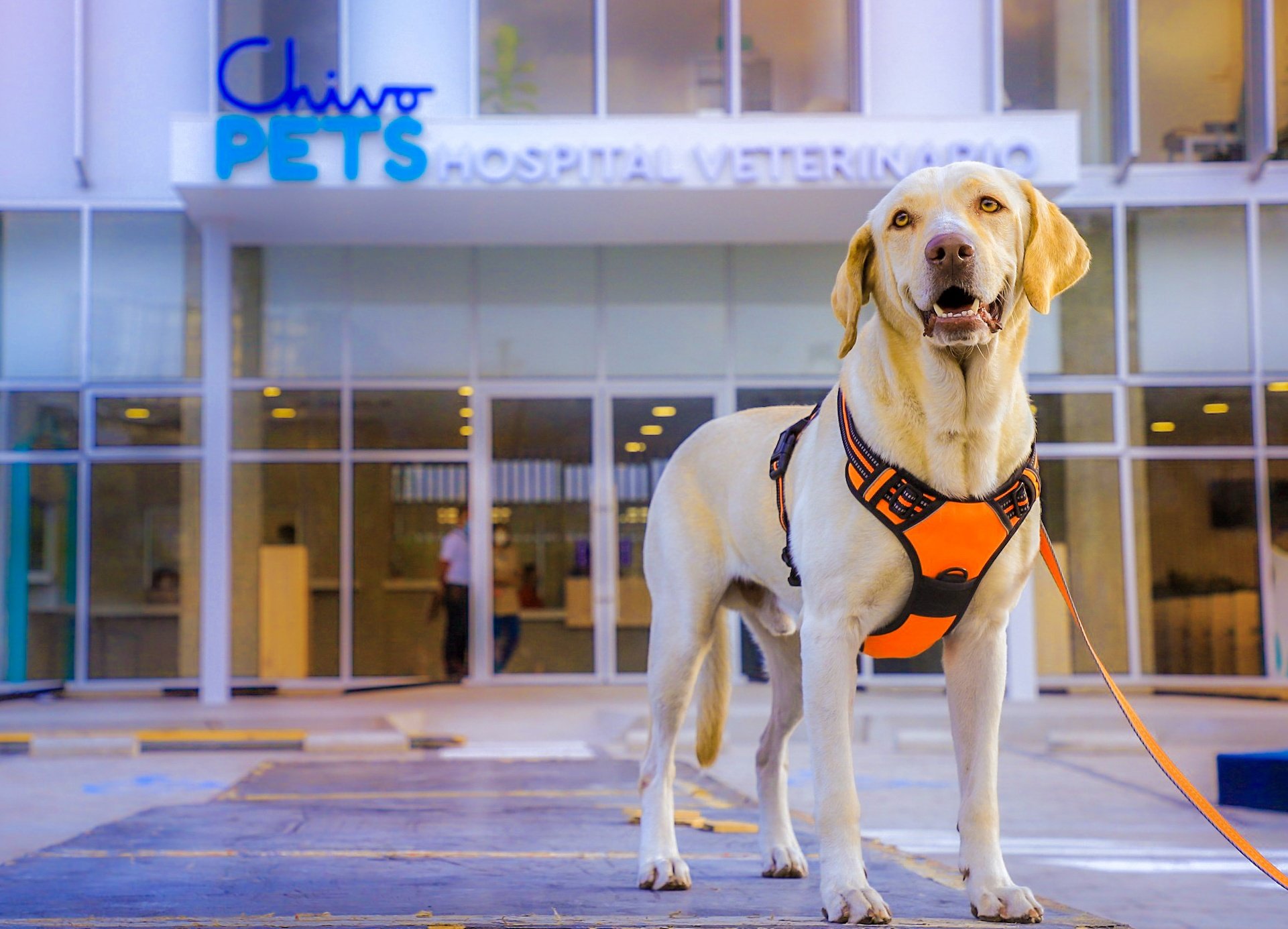Hospital veterinario Chivo Pets estará abierto a partir del próximo 26 de febrero hospital-veterinario-chivo-pets-estara-abierto-a-partir-del-proximo-26-de-febrero